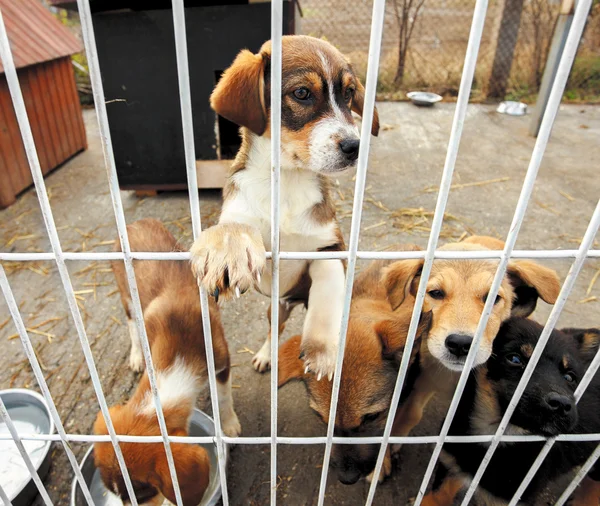 Убежище для грустных щенков — стоковое фото