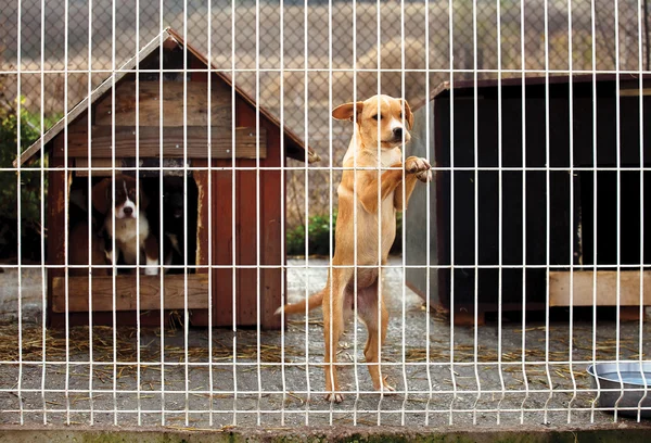 Puppie solitário inclinando cerca — Fotografia de Stock