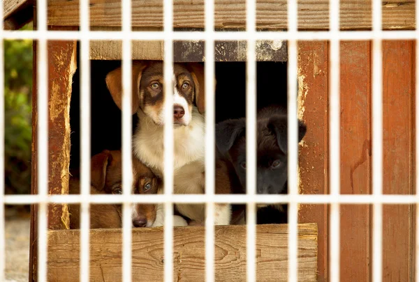 Puppies shelter bars — Stock Photo, Image