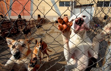 dikkat yalvarıyor barınak köpekleri