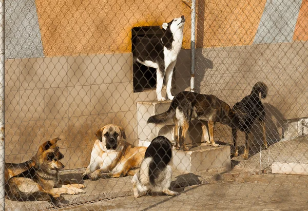 Onderdak dakloze honden — Stockfoto