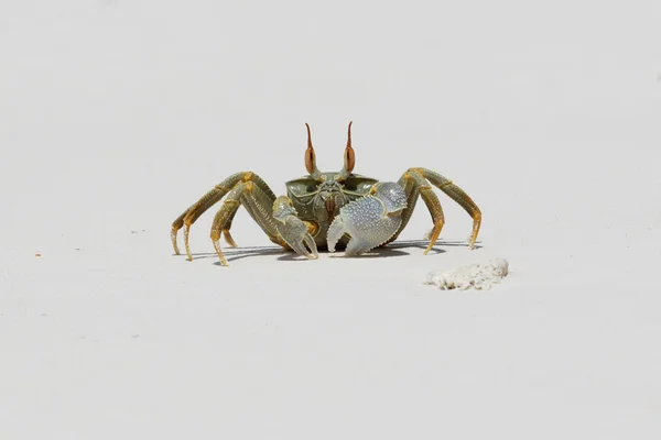 Duch kraba (Ocypode quadrata) — Zdjęcie stockowe