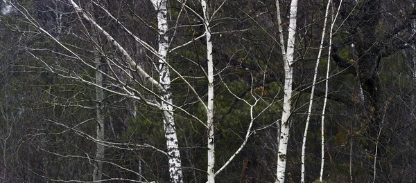 Birch — Stock Photo, Image