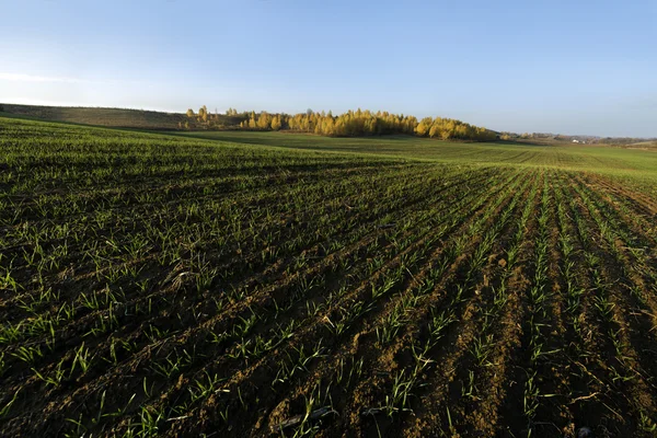 Motning jesień w ziemi uprawnej — Zdjęcie stockowe