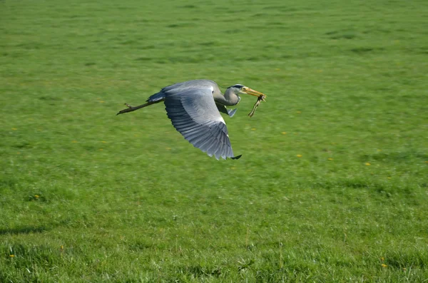 Heron alıcı kurbağa