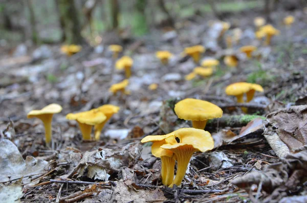 Chanterelles fechar em selvagem Fotos De Bancos De Imagens Sem Royalties