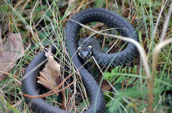 Vahşi doğada çim yılan