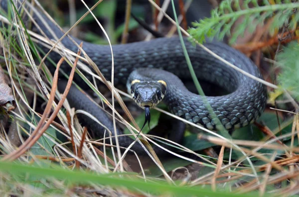 Erba serpente nella natura selvaggia — Foto Stock