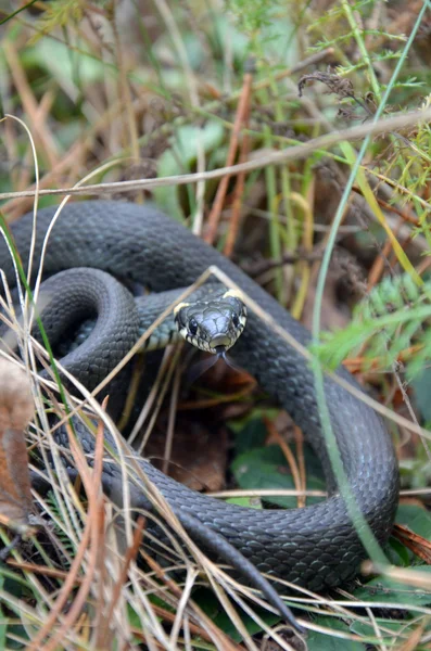 Vahşi doğada çim yılan