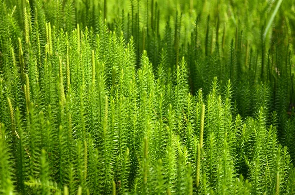Bright Moss texture — Stock Photo, Image