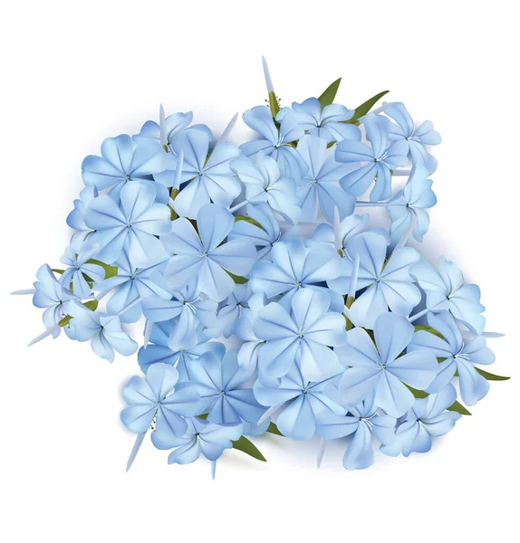 Blue Phloxes Flores Ilustración Vectorial — Vector de stock