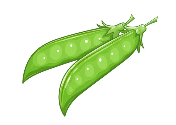 Pods of Pea — Stock Vector