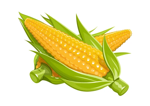 Kukorica vektoros illusztráció eps10 elszigetelt fehér háttér — Stock Vector