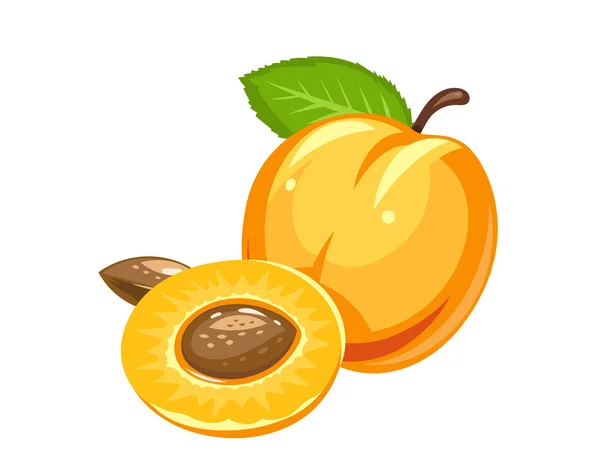 Apricot. Ripe juicy fruit with nut and leaf — Stock Vector