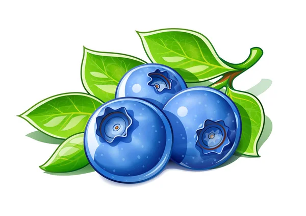 Blaubeeren Reife Frische Beeren Nützliche Früchte Isoliert Auf Weißem Hintergrund — Stockvektor