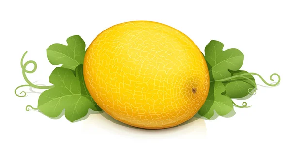 Melon Dojrzałe Soczyste Owoce Izolowane Białym Tle Eps10 Ilustracja Wektora — Wektor stockowy