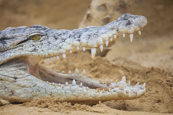 Krokodil med öppen mun — Stockfoto