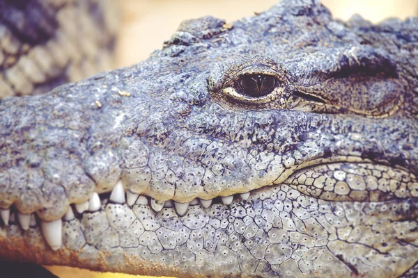 Close-up of crocodile's muzzle with grey skin — Stock Photo, Image