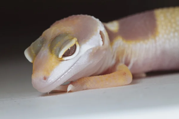 Lähikuva keltaisesta ja valkoisesta gekosta — kuvapankkivalokuva