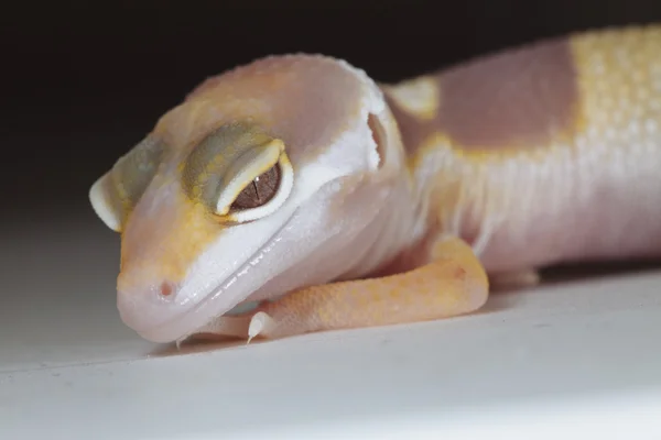 Gros plan sur le gecko jaune et blanc — Photo