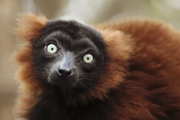 Portrét černé a hnědé lemur — Stock fotografie