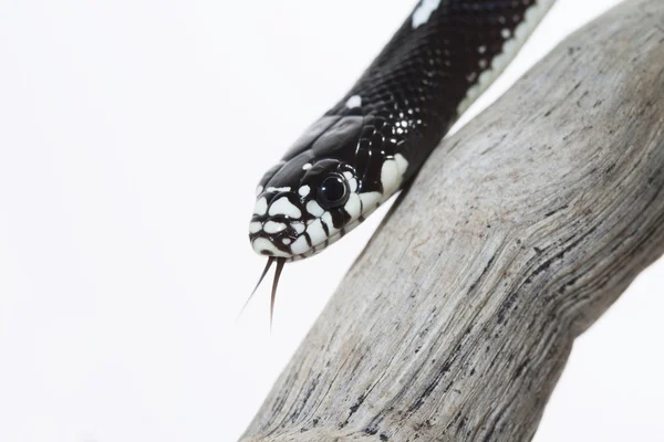Close-up of black snake on tree trunk — Stock Photo, Image