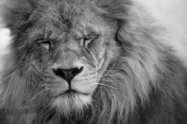 Close-up of lion with eyes closed