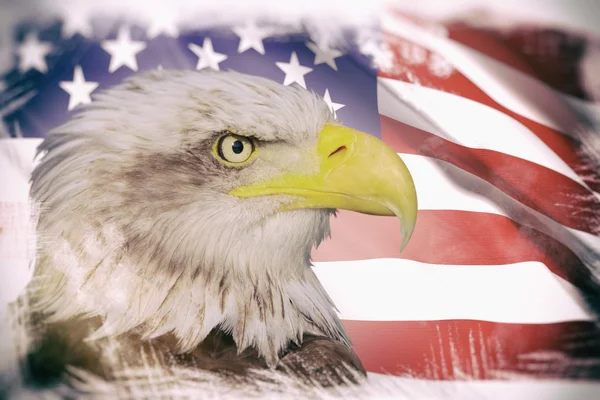 Un beau pygargue à tête blanche avec un fond de drapeau américain — Photo