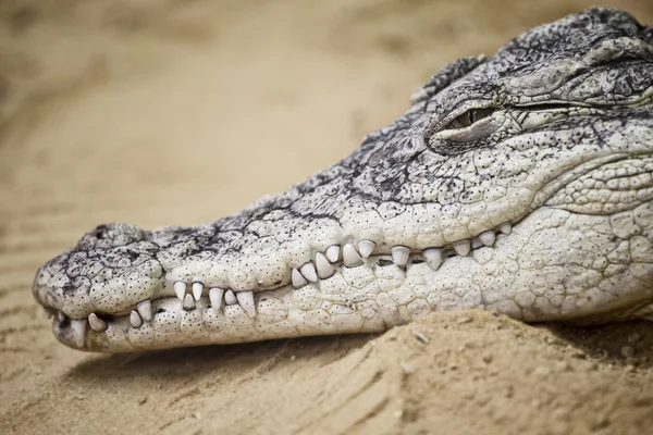 Crocodile's muzzle — Stock Photo, Image