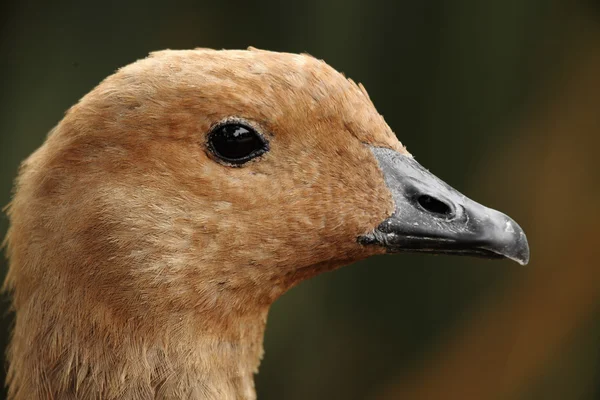 Porträtt av brun anka — Stockfoto