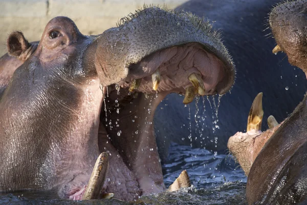 Deux hippopotames mâles adultes se battant dans l'eau — Photo
