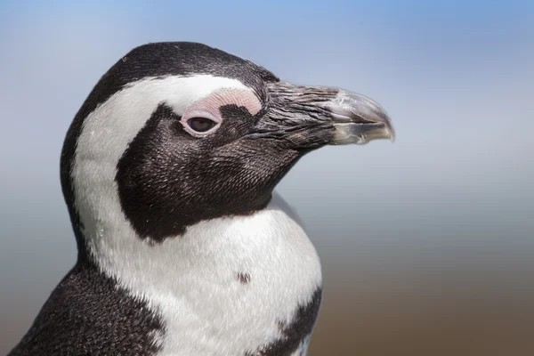 Pájaro blanco y negro sobre fondo desenfocado — Foto de Stock