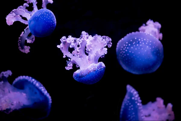 Several jellyfishes on black background — Stock Photo, Image