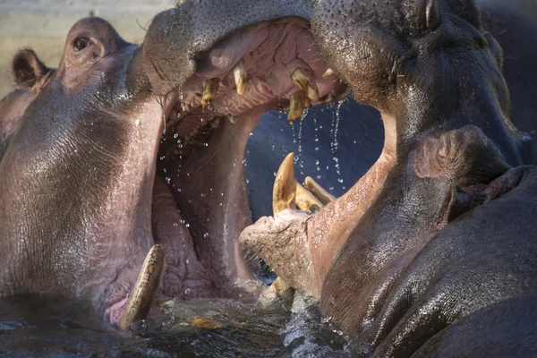 Deux hippopotames mâles adultes se battant dans l'eau — Photo