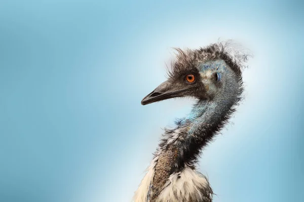 Detail Head Australian Bird Emu Isolated Blue Background — Stock Photo, Image