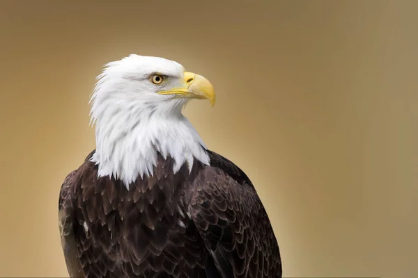 Retrato Águila Calva Americana Aislada Sobre Fondo Marrón — Foto de Stock