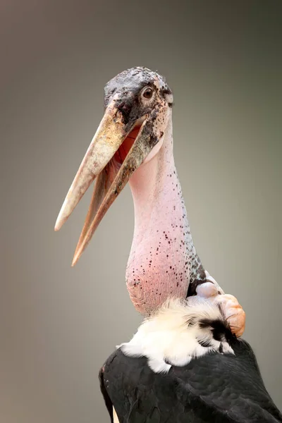 portrait of an ugly bird, a Marabou on a grey background