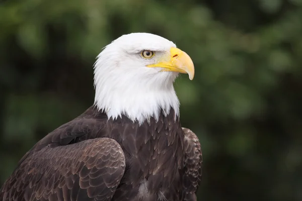 Bald eagle — Stock Photo, Image