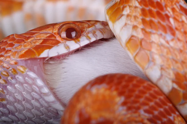 Cobra de milho — Fotografia de Stock