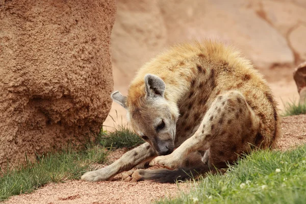 Hyena — Stockfoto