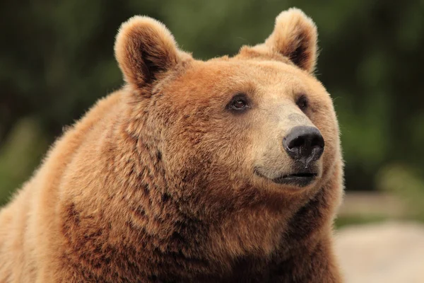 Wild brown bear — Stock Photo, Image