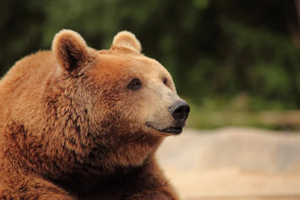 Le visage d'un ours — Photo