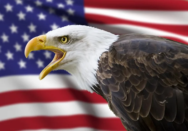 Uma bela águia careca com um fundo de uma bandeira dos EUA — Fotografia de Stock