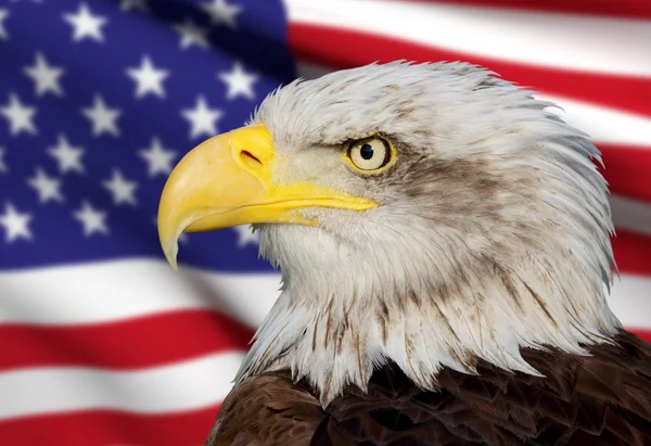 Un hermoso águila calva con un fondo de una bandera de EE.UU. — Foto de Stock