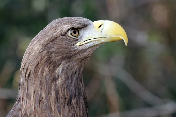 Europäischer Adler — Stockfoto