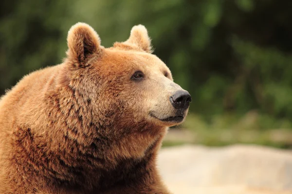 Άγρια καφέ αρκούδα — Φωτογραφία Αρχείου