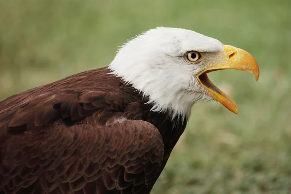 Águila calva — Foto de Stock