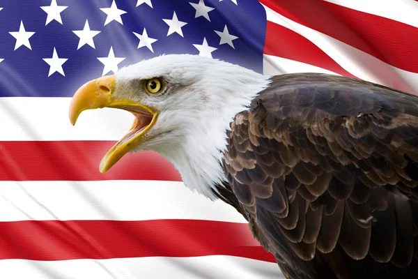 Een prachtige zeearend met een achtergrond van een usa vlag Rechtenvrije Stockfoto's