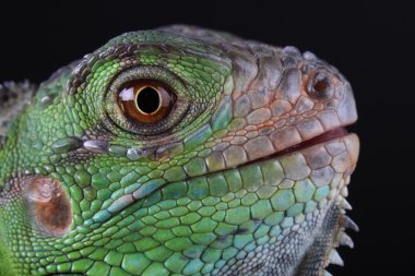 Yeşil iguana