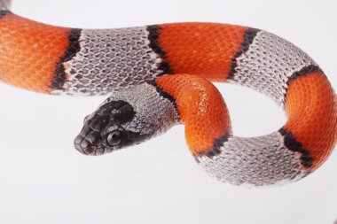 yanlış bir mercan yılanı fotoğrafı